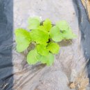 농장풀물 이미지