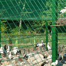 행복조류사 이미지