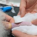 어울동물의료센터 이미지