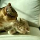 그루밍캐터리 이미지