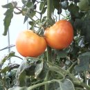 서야농장 이미지