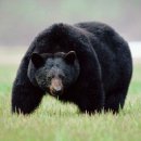 말썽부리는 흑곰외 웨스트버지니아의 흑곰 정보. 이미지