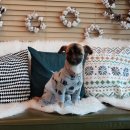 투테일스 이미지