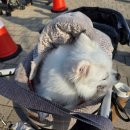 호수펫 | 2025 메가주 일산 11월 펫페어 방문 후기 부스 리뷰 주차 방문꿀팁