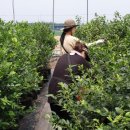 아리농장 이미지