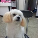 우리마루 Daum카페