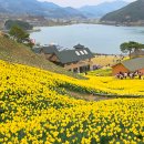지리산봄날 | 지금 가장 핫한 봄꽃구경 가볼만한곳, 수선화 천국 구례 지리산치즈랜드