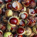 마로니에 이미지