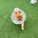 제제네 멍치원 이미지