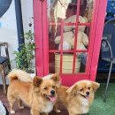 아라힐2 이미지