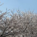CU과천공원점 | 과천 경마공원 벚꽃 후기, 돗자리·푸드트럭 있는 봄 나들이 명소