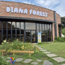 뮤지컬 꿀벌마야의 모험 이미지