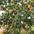 칠천보건지소 이미지