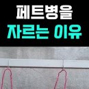 페트병에 수생 식물 키우기 이미지