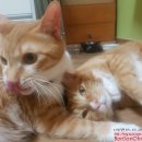 그루밍차차 이미지