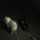 달중이네 펫호텔 이미지