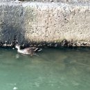 홍제교 밑 이미지