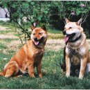 평화(두상) 이미지