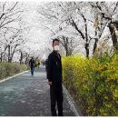 장안벚꽃길 이미지