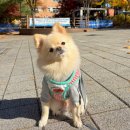 털로 덮인 친구들 이미지