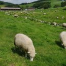 인제목장 이미지