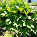 호애농장 이미지