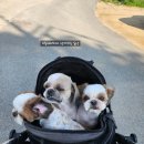 신라愛펫 이미지