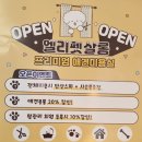 엘리펫 살롱 이미지