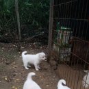 자룡농장 이미지