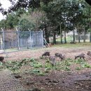 노루생태관찰원 이미지