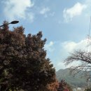 용시삼거리 앞 버스승강장 | 내장산 케이블카 주차장, 4주차장 무료 셔틀버스 타는 곳 | 내장산 단풍놀이 꿀팁