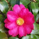 아모르(Amor) 이미지