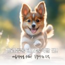 우리고 펫택시 이미지