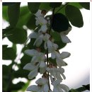 경안천습지생태공원 이미지