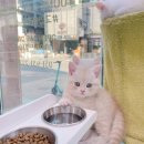 영캣 이미지
