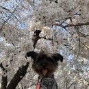 꽃길만 걷개 이미지