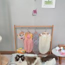 26년 넾다세일 강아지 고양이 반려동물 여름 필수템 울리 쿨링 방석 찐 후기