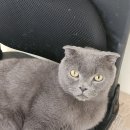 고양이 행복구역 이미지