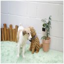 고려애견 이미지