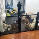 편한미용 | [대전 강아지미용] 포메라니안 곰돌이컷 하고 온 후기 &#39;도그하우스&#39; - CCTV가 있어서 더 마음이 편한 곳