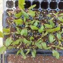 디딤돌농장 이미지