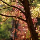 달빛마을 이미지