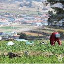 청산도봄 이미지