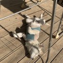 비봉진돗개 이미지