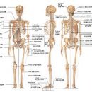 1호피티 이미지