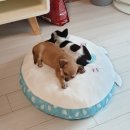 블럭비즈몬 이미지