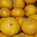 남진농장 | 제주 카라향 귤 택배 달콤상콤 제주도 산지직송 후기