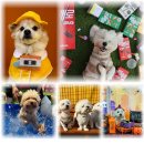 놀러오개 애견유치원 애견호텔 운정신도시점 이미지