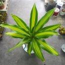 새서울DMC약국 이미지