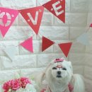 주식회사 퍼스트펫 | <2017프리미엄펫쇼 in대전세종> 방문후기 및 업체소개 1